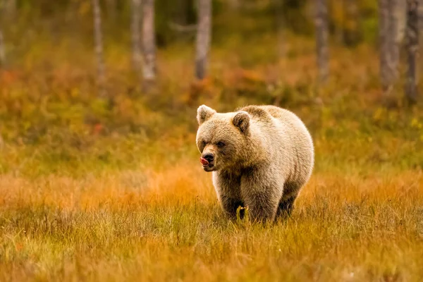 Wildtiere Finnland Bären Vielfraße Und Vögel Hochwertiges Foto — Stockfoto