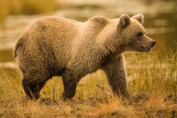 Wildtiere Finnland Bären Vielfraße Und Vögel Hochwertiges Foto — Stockfoto