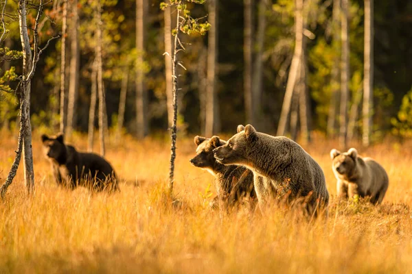 Djurlivet Finland Björnar Järvar Och Fåglar Högkvalitativt Foto — Stockfoto