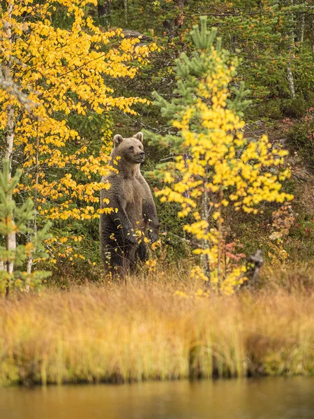 Faune Sauvage Finlande Ours Carcajou Oiseaux Photo Haute Qualité — Photo