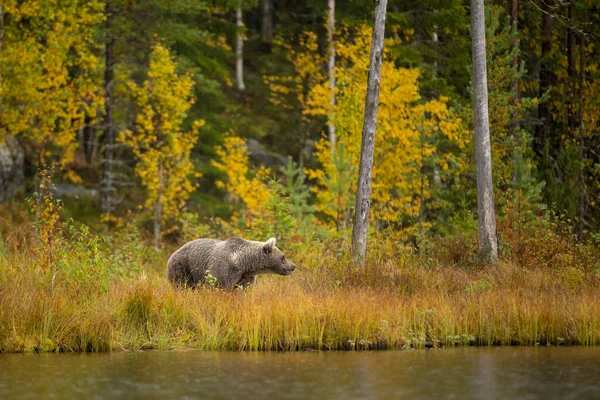 フィンランドの野生動物 熊とウルヴァリンと鳥 高品質の写真 — ストック写真