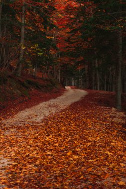 Bosco della Martese, Monti della Laga, Abruzzo, İtalya 'daki patika.
