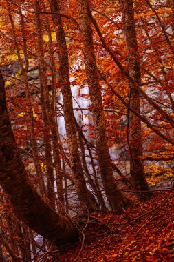 Bosco della Martese, Monti della Laga, Abruzzo, İtalya