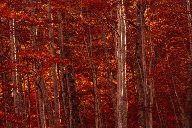 Bosco della Martese 'deki kırmızı ve turuncu ağaçlar, Monti della Laga, Abruzzo, İtalya