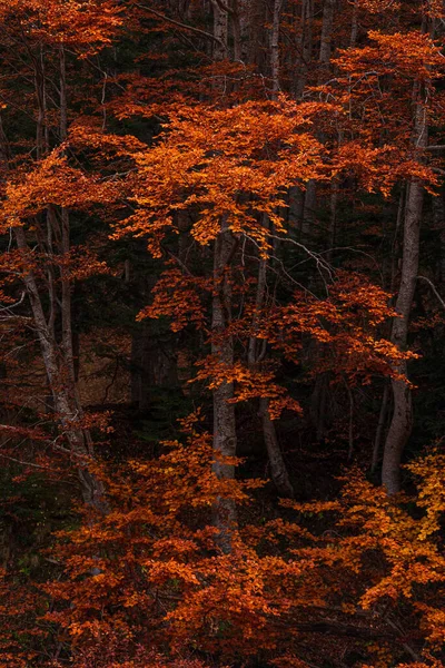 Красные Апельсиновые Деревья Bosco Della Martese Monti Della Laga Абруццо — стоковое фото