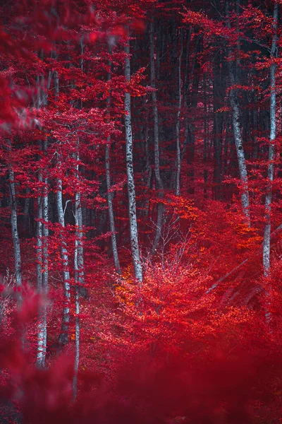 Orangers Bosco Della Martese Monti Della Laga Abruzzes Italie — Photo