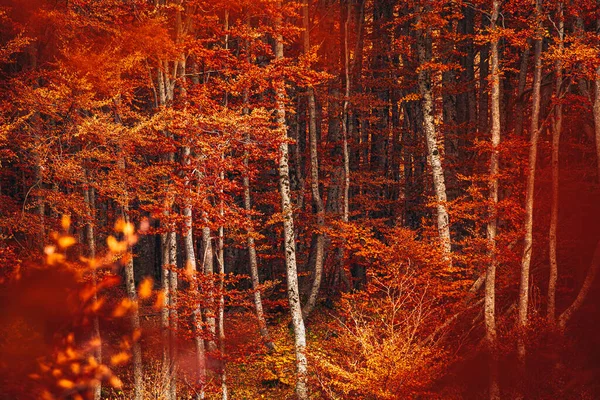Red Orange Trees Bosco Della Martese Monti Della Laga Abruzzo — Stock Photo, Image