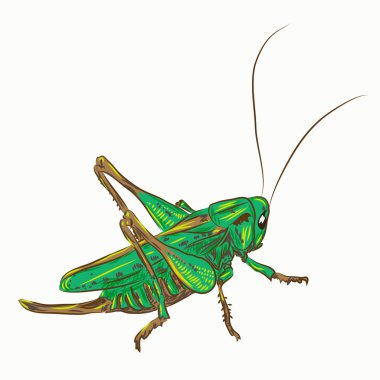Locust clipart