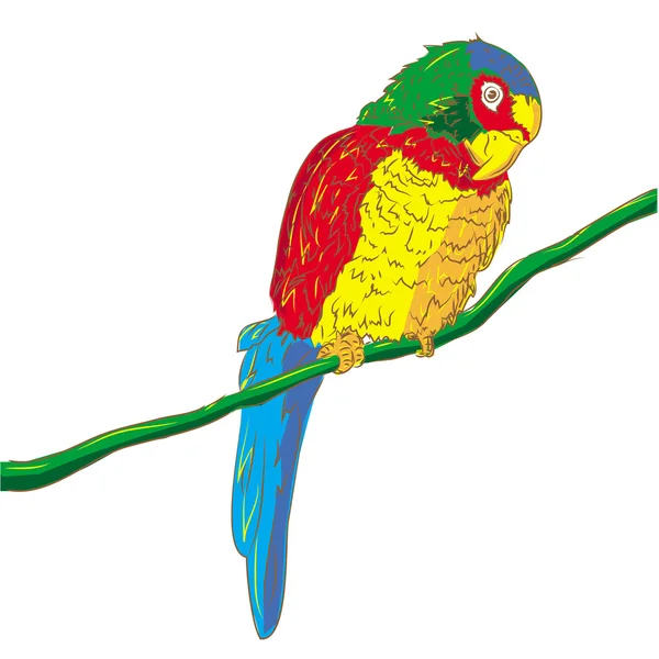 Parrot — Stock Vector