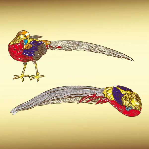 Golden pheasant — Stock vektor