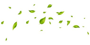 Vegan, eko, organik tasarım. Beyaz pankartta yeşil yapraklar uçuşuyor. Dalga yeşillik süsü. Yaprak dökülüyor. Güzellik ürünü. Taze çay arkaplanı. Kozmetik desen sınırı. Vektör illüstrasyonu