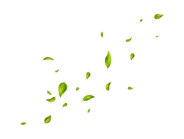 Yeşil yapraklı pankart. Bitkisel vejetaryen. Organik, eko, vegan, tasarım. Yaprak beyaz arka plana düşüyor. Güzellik ürünü. Taze nane. Yaprak süsü. Taze çay. Kozmetik çerçevesi. Vektör illüstrasyonu