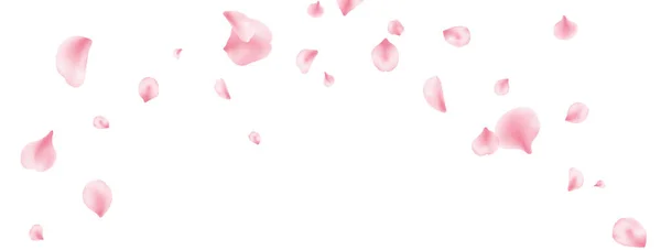 Sakura spring blossom on long banner. Flower petal flying background. Beauty Spa product frame. Valentine romantic card. Pink rose composition. Light delicate pastel design. Vector illustration Vetores De Stock Royalty-Free