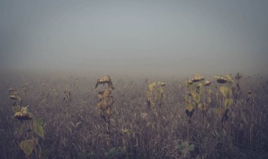 İngiltere kırsalında ağır sisli ayçiçekleri