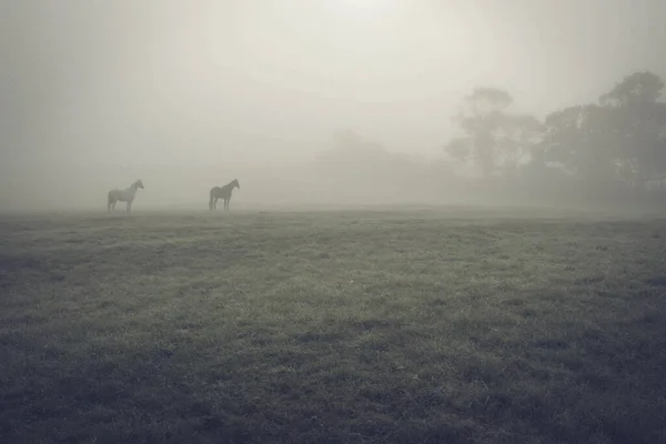 霧の中の馬 ストック画像