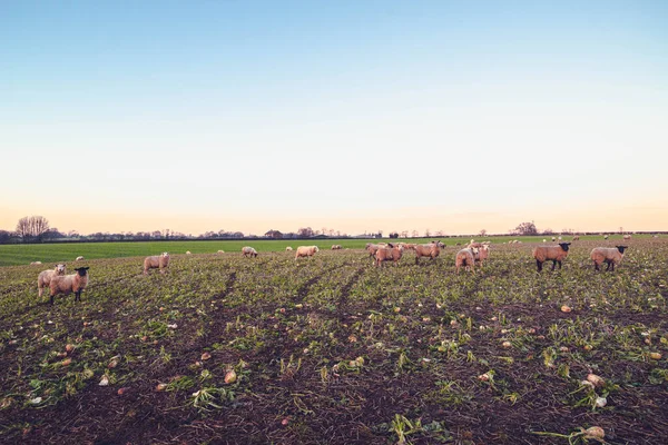 Ovejas Invierno Reino Unido Rural — Foto de Stock