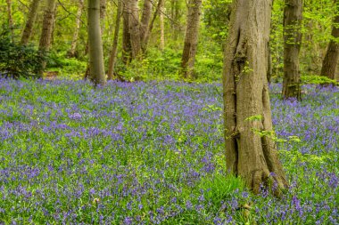 İngiliz ormanında çan çiçekleri