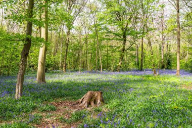 İngiliz ormanında çan çiçekleri