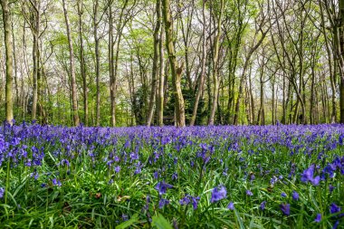 İngiliz ormanında çan çiçekleri
