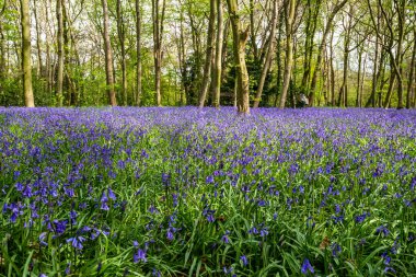 İngiliz ormanında çan çiçekleri