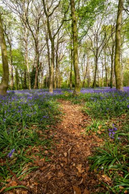 İngiliz ormanında çan çiçekleri