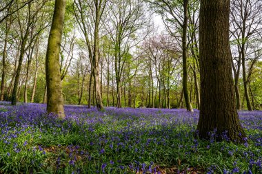 İngiliz ormanında çan çiçekleri