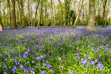 İngiliz ormanında çan çiçekleri