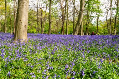 İngiliz ormanında çan çiçekleri