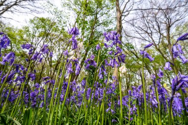 İngiliz ormanında çan çiçekleri