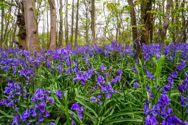 İngiliz ormanında çan çiçekleri