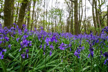 İngiliz ormanında çan çiçekleri
