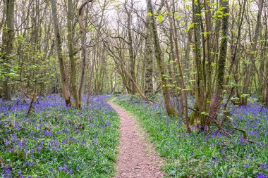 İngiliz ormanında çan çiçekleri