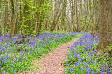 İngiliz ormanında çan çiçekleri