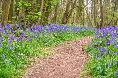 İngiliz ormanında çan çiçekleri