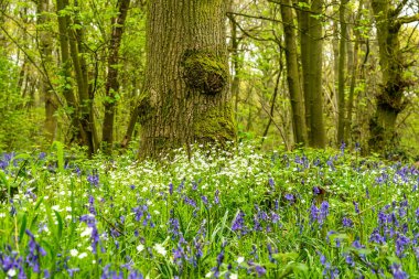 İngiliz ormanında çan çiçekleri
