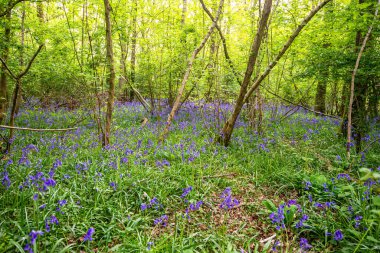İngiliz ormanında çan çiçekleri