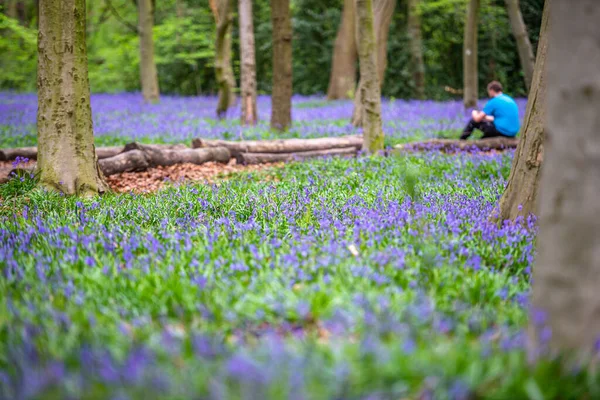 Bluebells Een Engels Bos — Stockfoto