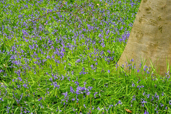 Колокольчики в английском лесу