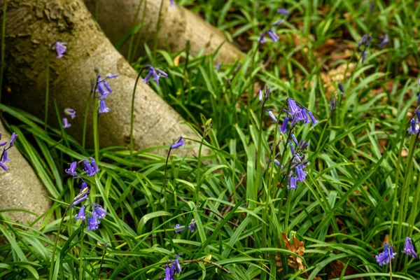 英国森林里的蓝铃花 — 图库照片