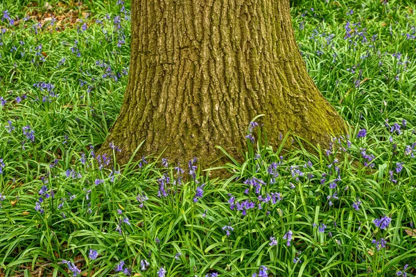 Bluebells English Forest — Stock Photo, Image
