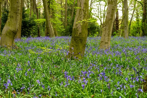 Bluebells Einem Englischen Wald — Stockfoto