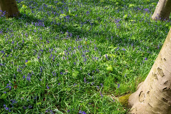 Bluebells Dans Une Forêt Anglaise — Photo