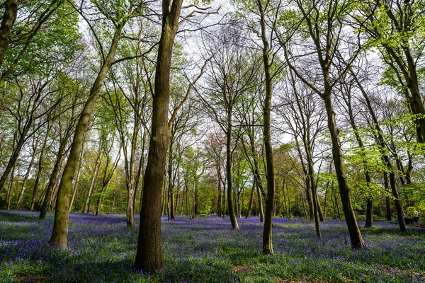 Bluebells Einem Englischen Wald — Stockfoto