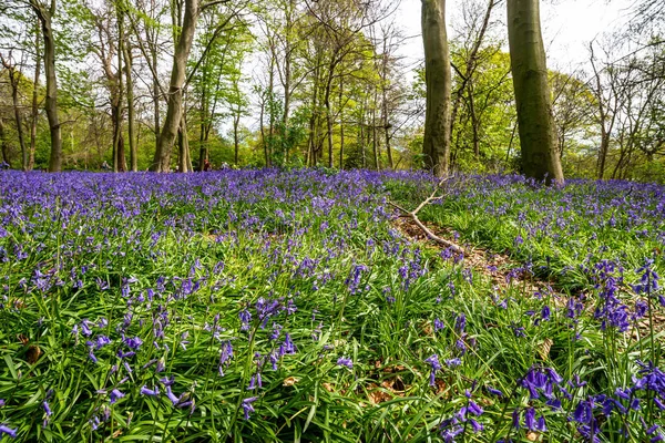 Bluebells Einem Englischen Wald — Stockfoto