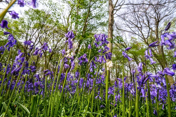 Bluebells Einem Englischen Wald — Stockfoto