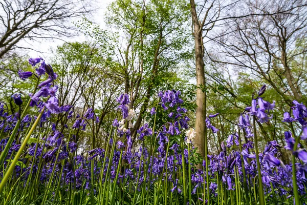 Bluebells Einem Englischen Wald — Stockfoto