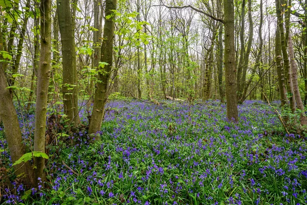 Bluebells Een Engels Bos — Stockfoto