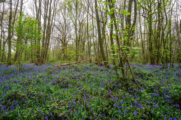 Bluebells Einem Englischen Wald — Stockfoto