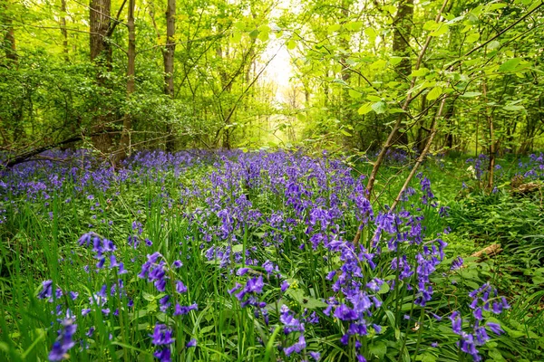 Bluebells Einem Englischen Wald — Stockfoto