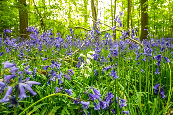 英国森林里的蓝铃花 — 图库照片